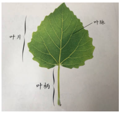 2023年苏教版三年级科学下册期末复习卷可下载打印（附答案）