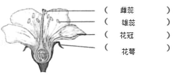 2023年苏教版三年级科学下册期末复习卷可下载打印（附答案）