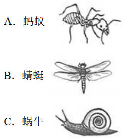 教科版2023年小升初科学模拟试卷可免费下载打印（附答案）